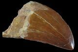 Serrated, Carcharodontosaurus Tooth - Dark Enamel #85880-1